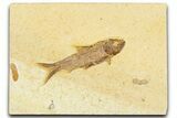 Detailed Fossil Fish (Knightia) - Wyoming #367481-1